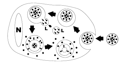 Schematic representation of clodronate liposome ingestion and digestion by a macrophage.